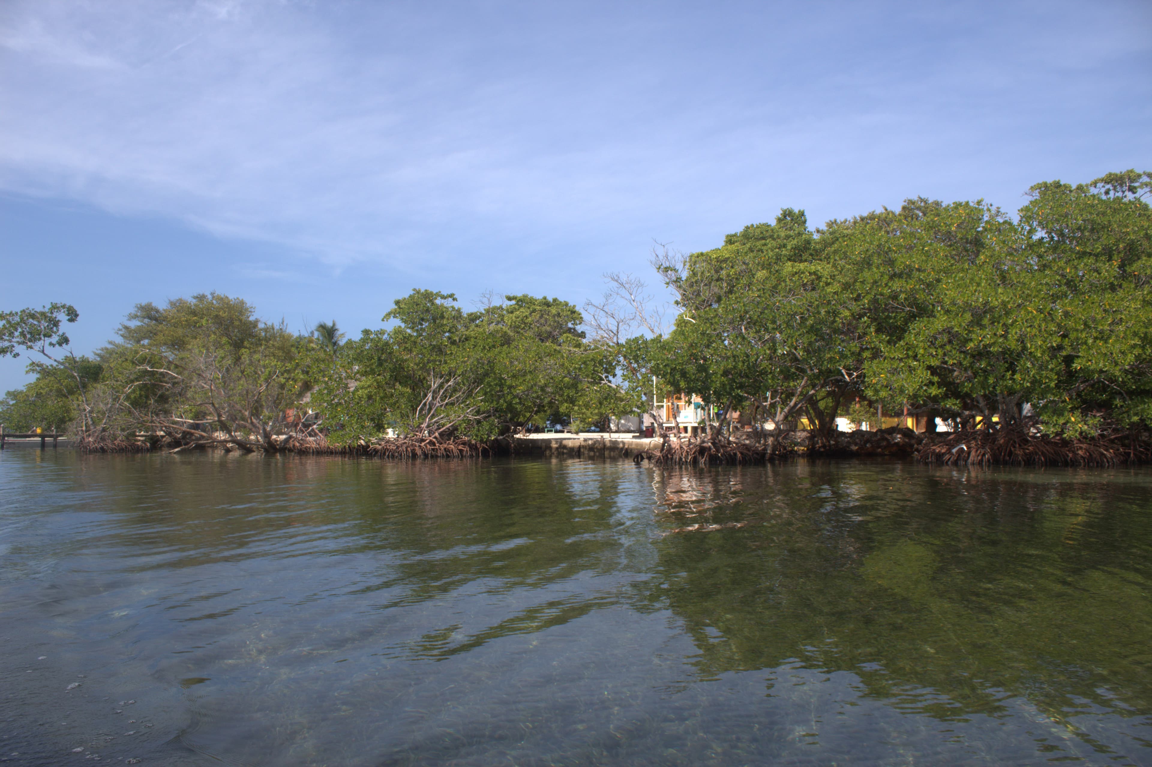 Mangrove shoreline and turquoise lagoon at Hawk Caye Lodge, Belize — Hawk Caye Lodge