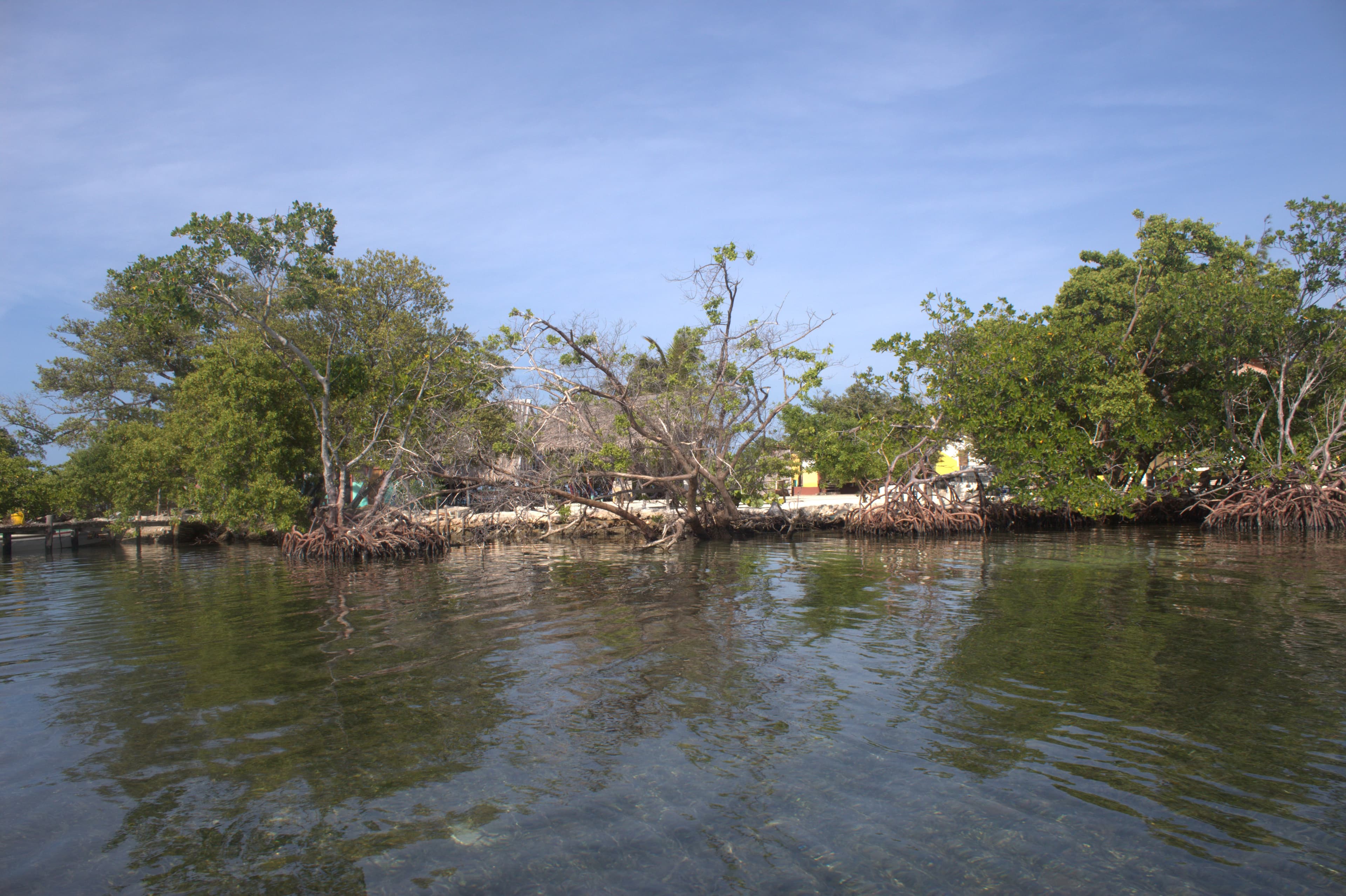 Mangrove shoreline and island lodge at Hawk Caye Lodge, Belize