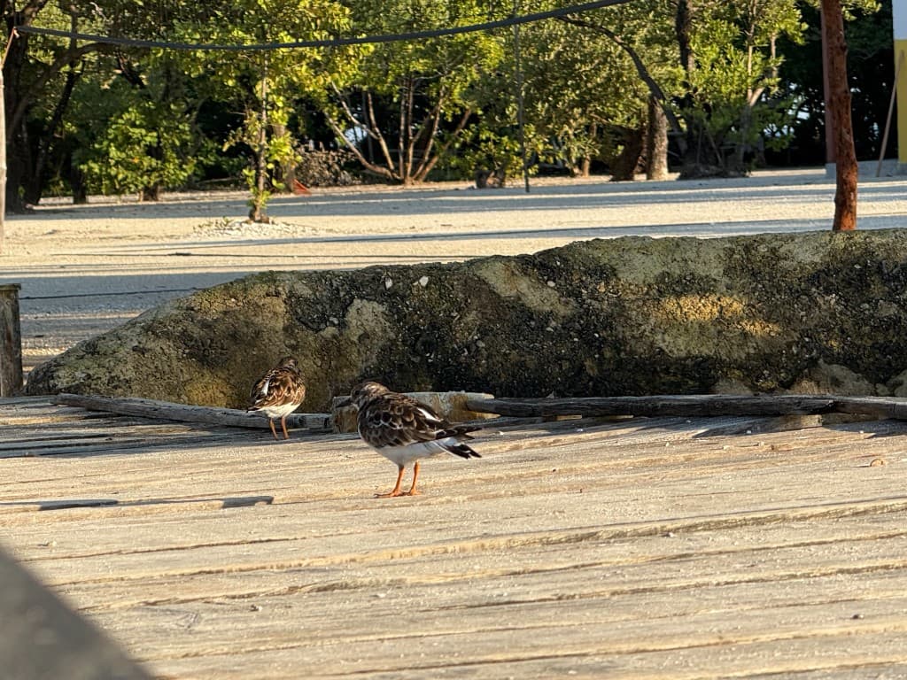 Island wildlife on the boardwalk at Hawk Caye Lodge